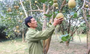Sản phẩm bưởi của Hợp tác xã sản xuất và kinh doanh bưởi Chí Đám đảm bảo tiêu chuẩn theo OCOP. Nguồn: baophutho.vn