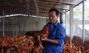 Mô hình phát triển bền vững trong chăn nuôi gia cầm ở Hải Phòng