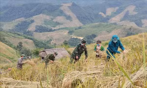 Hàng chục héc-ta lúa nương của đồng bào ở hai bản Gia Phú A (Xã Na Tông), bản Pu Lau (xã Mường Nhà) đã được thu hoạch xong. Ảnh: TTXVN