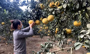 Giá bưởi Diễn ở Tuyên Quang giảm sâu nhưng tiêu thụ vẫn chậm