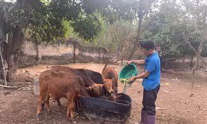 Đòn bẩy giúp giảm nghèo bền vững ở Vĩnh Phúc