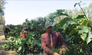 Các hợp tác xã ở Kon Tum hỗ trợ nông dân tìm đầu ra cho sản phẩm