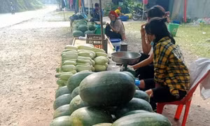 Phủ xanh đất đồi kém hiệu quả ở Mường Khương