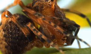 Giới khoa học Australia xác nhận loài nhện cổ đại Zephyrarchaea austini vẫn còn tồn tại