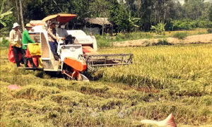 Sóc Trăng chuyển đổi cơ cấu nông nghiệp nâng cao hiệu quả cho nhà nông