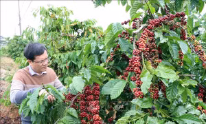Du lịch cà phê góp phần mở ra cơ hội phát triển mới cho du lịch nông nghiệp Việt Nam