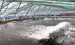 Bạc Liêu phát triển mô hình nuôi tôm công nghệ cao gắn với bảo vệ môi trường