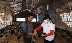 Vĩnh Phúc hướng dẫn nông dân áp dụng chăn nuôi an toàn sinh học