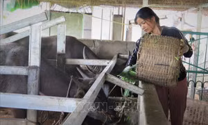 Phụ nữ vùng biên Lai Châu giúp nhau phát triển kinh tế