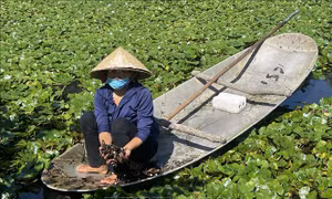 Ngọt bùi mùa ấu xứ Thanh