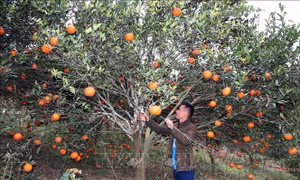 Khởi sắc cuộc sống người dân vùng biên Sốp Cộp