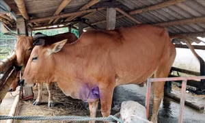 Tây Ninh tập trung ngăn chặn các ổ dịch lây lan rộng trên đàn gia súc