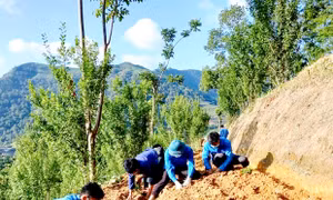 Gây quỹ trồng mới 1 triệu cây xanh khôi phục rừng đầu nguồn Mèo Vạc