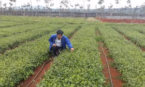 Gia Lai dành 5.200 tỷ đồng cho Đề án Bảo tồn và phát triển cây dược liệu