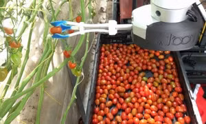 Nhật Bản chế tạo robot sử dụng trí tuệ nhân tạo để thu hoạch trái cây