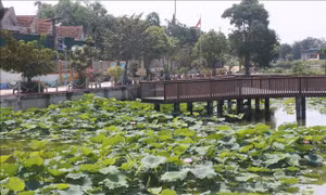 Phát triển cây sen gắn với du lịch ở xã Kim Liên