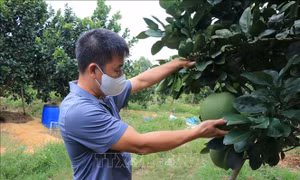 Phát triển thương hiệu bưởi da xanh Xuân Lai