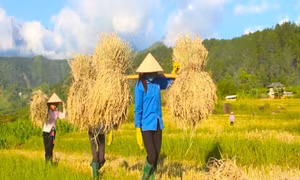 Sản phẩm nếp Tan Co Giàng (huyện Tân Uyên, Lai Châu) bán trên thị trường 