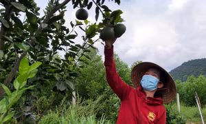 Diện tích cây ăn quả bắt đầu cho thu hoạch. Ảnh: Ảnh: quangngai.gov.vn