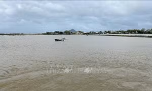Hàng nghìn hecta lúa Đông Xuân tại Bình Định bị ngập úng