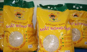 Lai tạo thành công giống lúa mới từ nguồn gen lúa màu cổ truyền