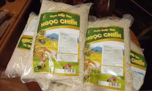 Nâng tầm thương hiệu gạo nếp tan Ngọc Chiến