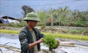 Lai Châu khẩn trương gieo cấy đúng thời vụ tránh rét đậm, rét hại
