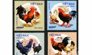 Giới thiệu 4 loại gà quý hiếm trong bộ tem "Gà bản địa Việt Nam"