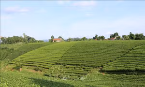 Nâng giá trị thương hiệu chè Thái Nguyên