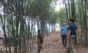 Người dân vùng biên Quan San giảm nghèo nhờ trồng cây luồng