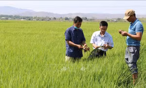 Gạo Phú Thiện ngày một khẳng định vị thế