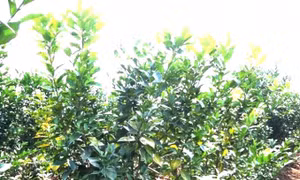 Cứu cây cam khỏi bệnh vàng lá, thối rễ