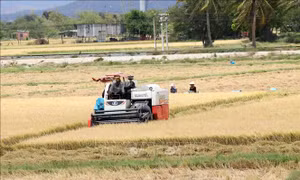 Nông dân Ninh Thuận lãi 40 triệu đồng/ha lúa Đông Xuân