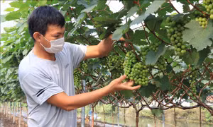 Trồng nho - hướng đi mới cho nông dân Bắc Ninh