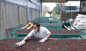 Quả cà phê của Hợp tác xã Nông nghiệp và dịch vụ Công Bằng được thu hoạch với tỷ lệ quả chín đạt 100%, phơi khô tự nhiên trong nhà màng với thời gian hơn 30 ngày đối với những ngày có nắng, sau đó mới được đưa vào chế biến. Ảnh: Vũ Sinh - TTXVN