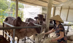 Quảng Trị: "Nhà" tránh lũ cho gia súc - mô hình hiệu quả cần nhân rộng 