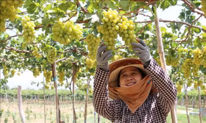 “Tuần lễ Nông sản Việt” sẽ diễn ra hàng tuần trên sàn thương mại điện tử