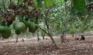 Điều rớt giá khiến nông dân Bình Phước lo lắng