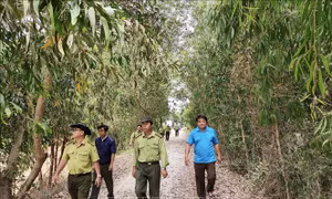 An Giang có gần 7.300 ha rừng dễ xảy ra cháy trong mùa khô hạn