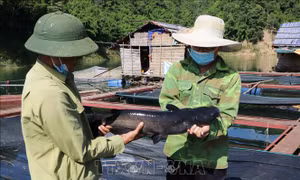 Người nuôi thủy sản Lai Châu gặp khó đầu ra
