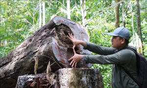 Rừng phòng hộ ở Đức Phổ liên tục bị chặt phá