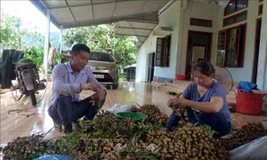 Xây dựng các phương án sản xuất, cung ứng nông sản đến quý I/2022