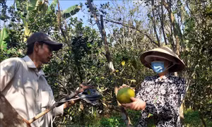 Đầu ra gặp khó, nhiều vườn bưởi thương lái không mua, nông dân phải tự cắt bán. Ảnh: Trần Thị Thu Hiền - TTXVN
