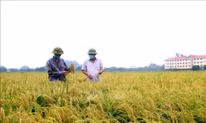 Phát triển thương hiệu nếp nhung Tam Sơn