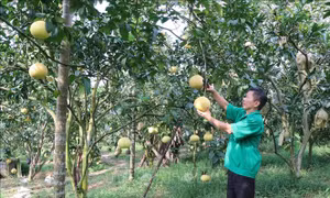 Thái Nguyên tăng ứng dụng công nghệ trong phát triển nông nghiệp