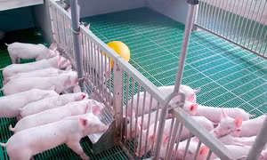 Lâm Đồng chấp thuận 2 dự án đầu tư trang trại nuôi lợn công nghệ cao