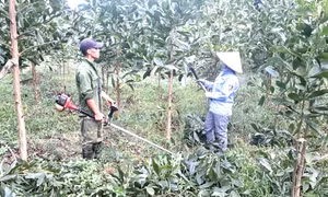 Phú Thọ mở rộng diện tích trồng, chuyển hóa rừng cây gỗ lớn