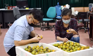 Thiết lập các gian hàng số tiêu thụ sản phẩm hồng vành khuyên Văn Lãng