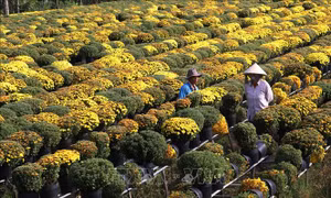 Trồng cúc mâm xôi thu lãi cao ở làng hoa Sa Đéc