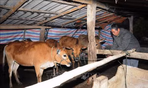 Thay đổi tập quán chăn nuôi, phòng chống đói rét cho trâu bò